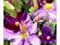 mnitstheclematis3