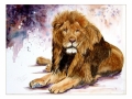 mnjustlionaround3