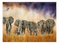 mnoutofafrica3