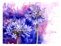 mnprettyinperiwinkle3.jpg