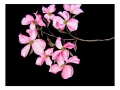 Dogwood Days of Summer